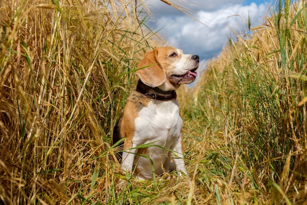 Pies Rasy Beagle Na Polu Pszenicy Złotej