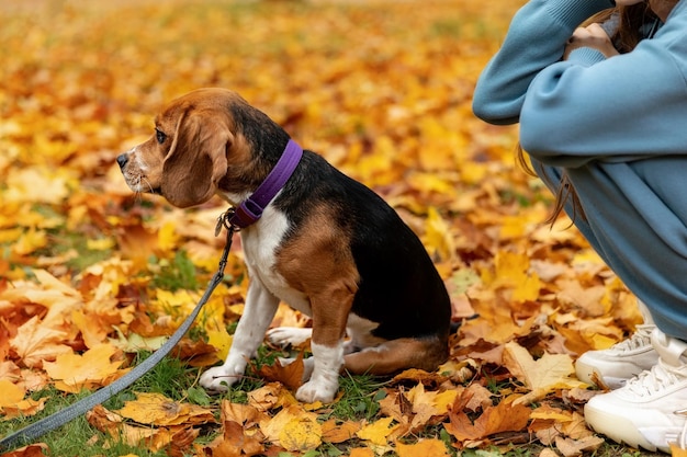 Pies rasy Beagle na smyczy w profilu. Jesienne tło.