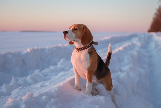 Pies rasy Beagle na spacerze o zachodzie słońca w marcowy wieczór