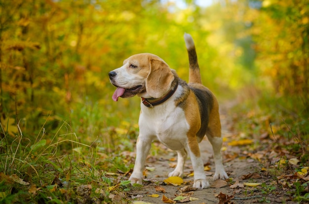 Pies rasy Beagle na spacerze w jesiennym parku