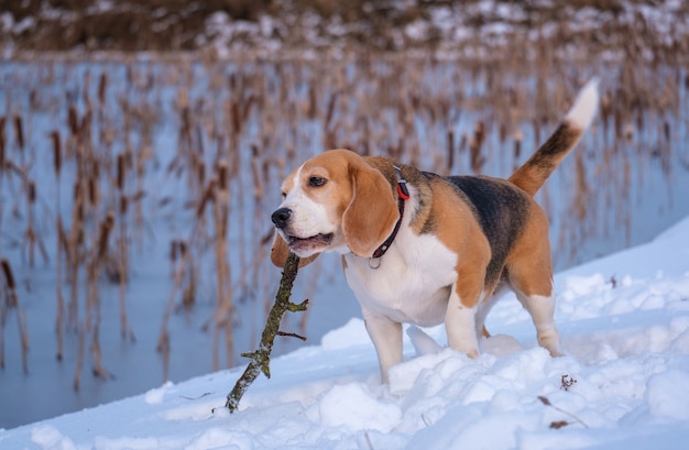 Pies rasy Beagle na spacerze w zimowy wieczór