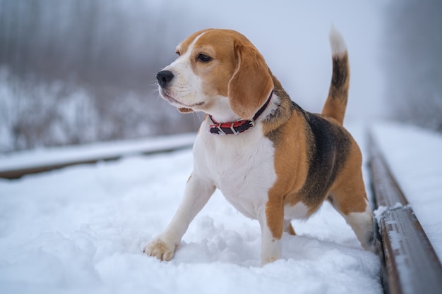 Pies rasy Beagle na spacerze w zimowym parku