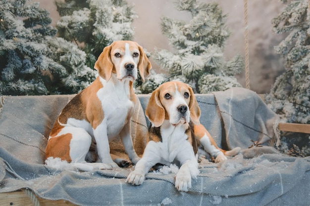 Pies rasy Beagle na tle pięknej zimowej scenerii ze światłami i choinkami holida