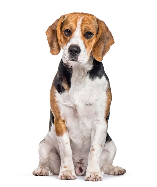 Pies rasy Beagle siedzący na białym tle