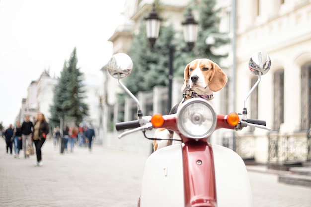 Pies rasy Beagle siedzi na motorowerze retro na tle miejskiej ulicy