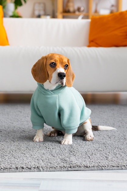 Pies rasy Beagle w miętowych ubraniach siedzi w salonie, pies czeka na pana, bawi się w domu, pies domowy