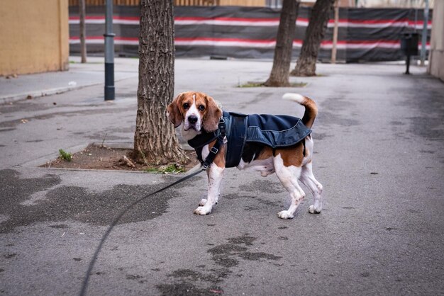 Pies Rasy Beagle W Psiej Sierści I Smyczy Wyglądający Uważnie Na Ulicy