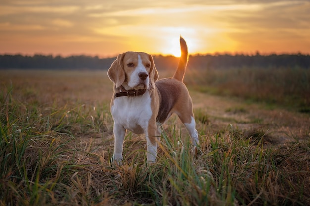 Pies rasy Beagle wcześnie rano o świcie podczas spaceru