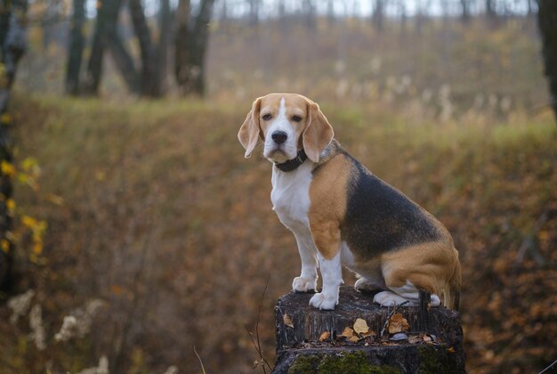 Pies rasy Beagle zabawny siedzi na pniu w jesiennym parku