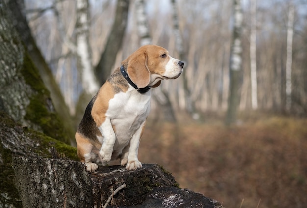 Pies rasy Beagle zabawny siedzi na pniu w jesiennym parku