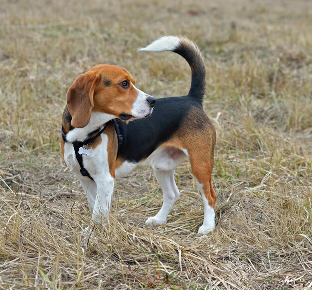 Zdjęcie pies rasy beagle