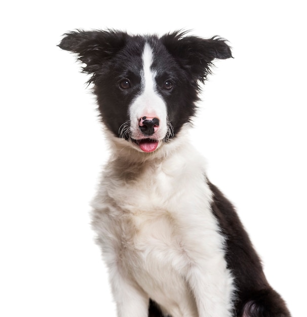 Pies rasy Border Collie, 4 miesiące, siedzący na białej powierzchni