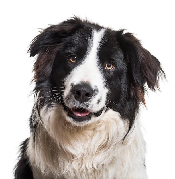 Pies rasy Border Collie, 9 miesięcy, zbliżenie na białym tle