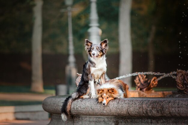 Pies rasy border collie i owczarek szetlandzki razem rano Dwa psy na spacerze Psy bawiące się