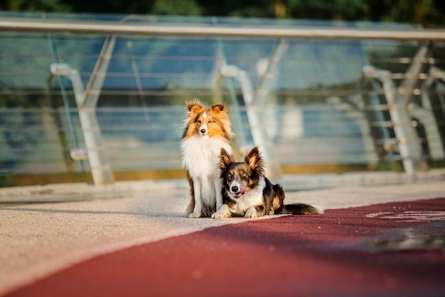 Pies rasy border collie i owczarek szetlandzki razem rano Dwa psy na spacerze Psy bawiące się