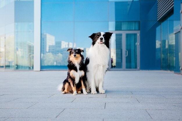 Pies rasy border collie i owczarek szetlandzki siedzą razem w mieście