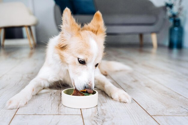 Zdjęcie pies rasy border collie leży w mieszkaniu i je naturalną żywność