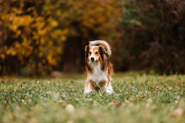 Pies Rasy Border Collie W Jesiennym Lesie