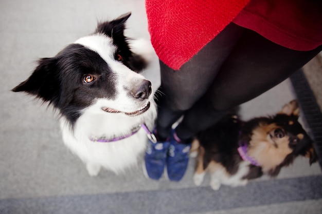 Pies rasy Border Collie w mieście