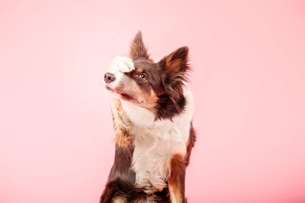 Pies Rasy Border Collie W Studiu Fotograficznym Na Różowym Tle