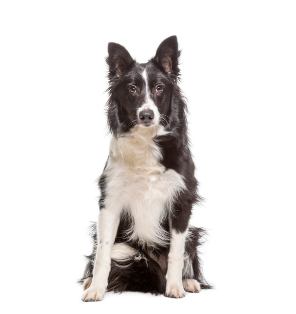 Pies rasy Border Collie