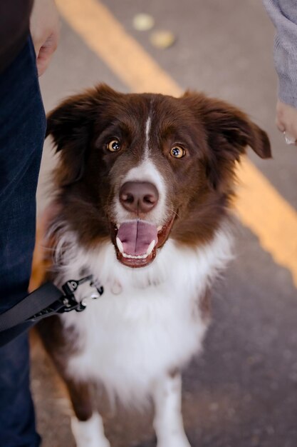 Pies rasy border collie