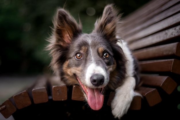 Pies rasy border collie