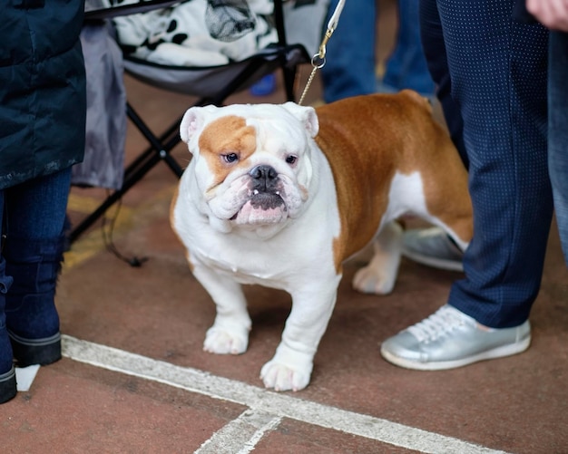 Pies rasy Buldog Angielski stoi obok właściciela