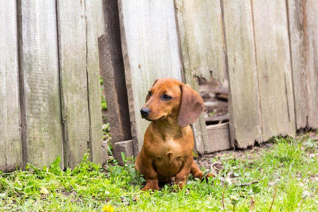 Pies Rasy Dachshund O Brązowym Kolorze