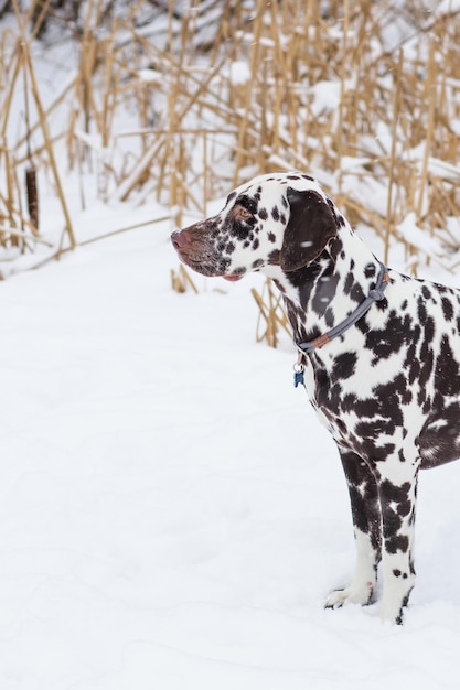 Pies rasy dalmatyńczyk zima w śniegu dumnie stoi i wygląda pięknie, a piękny dalmatyńczyk spaceruje po parku piękny dorosły dalmatyńczyk