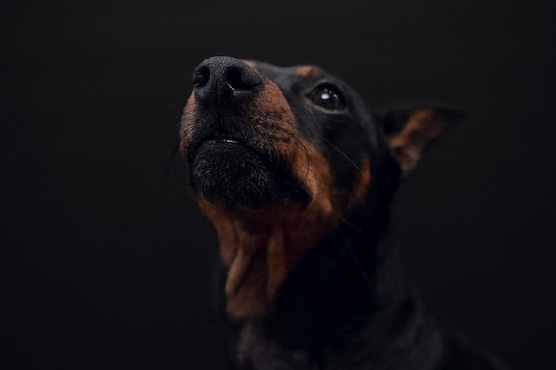 Zdjęcie pies rasy doberman na czarnym tle selectiv focus