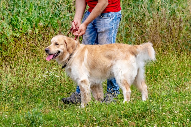 Pies rasy Golden Retriever czuje się szczęśliwy w pobliżu swojego właściciela