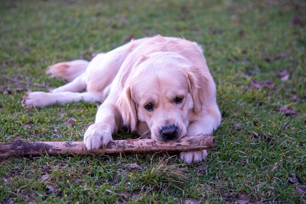 Pies rasy golden retriever leży na zielonej trawie drewnianym patykiem i gryzie go, trzymając dwiema przednimi łapami