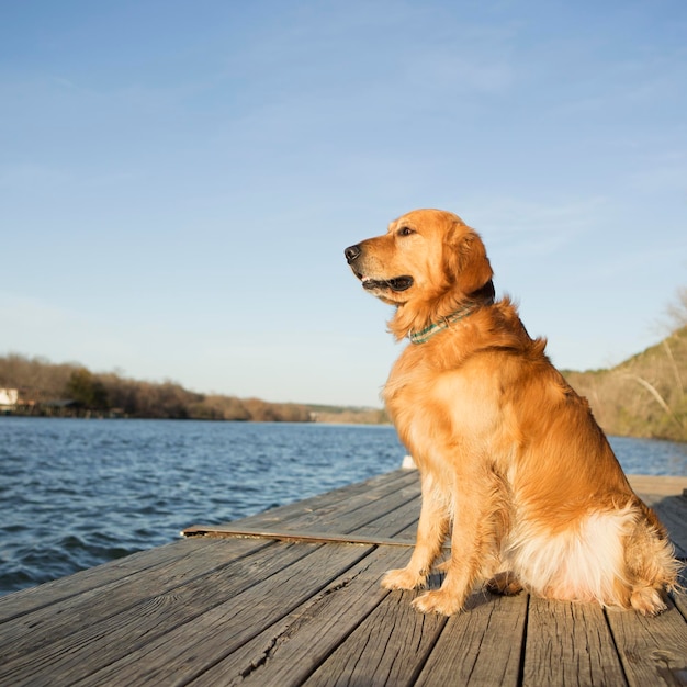 Pies rasy golden retriever siedzący na pomoście nad wodą