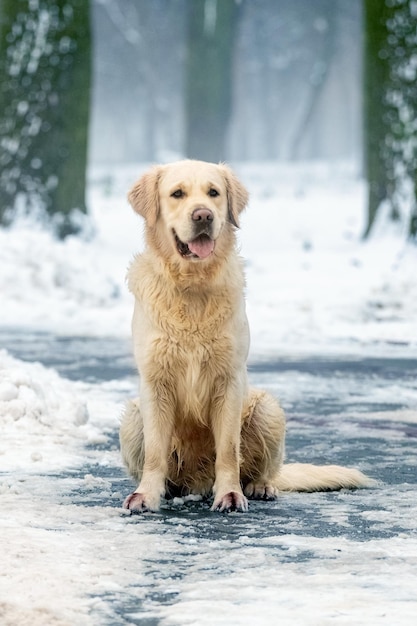 Pies rasy golden retriever siedzi zimą w parku na śniegu