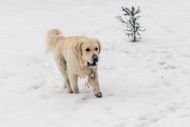 Pies Rasy Golden Retriever Zimą Spaceruje Po śniegu W Parku