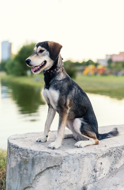 Pies rasy Husky i angielski spaniel