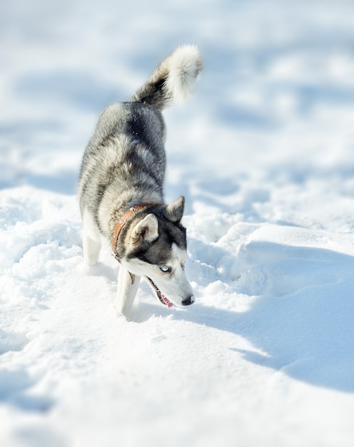 Pies rasy Husky na śniegu