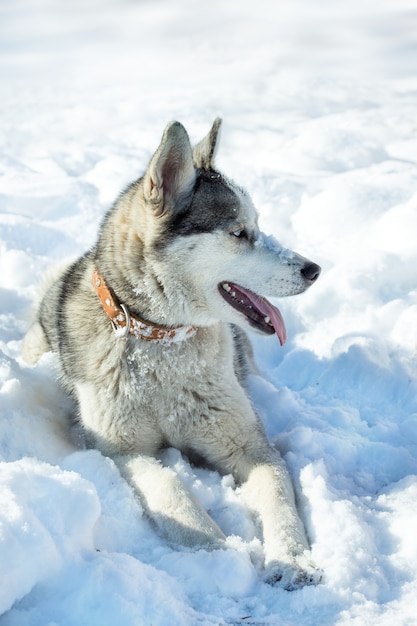 Pies rasy Husky na śniegu