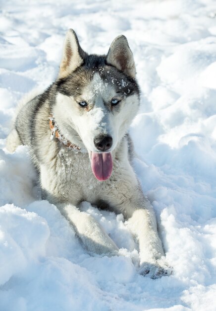 Pies rasy Husky na śniegu