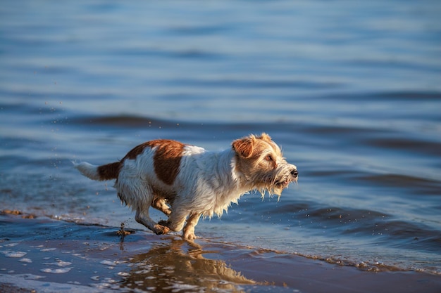 Pies rasy Jack Russell Terrier biegnie wzdłuż brzegu morza o zachodzie słońca Miejsce na napis