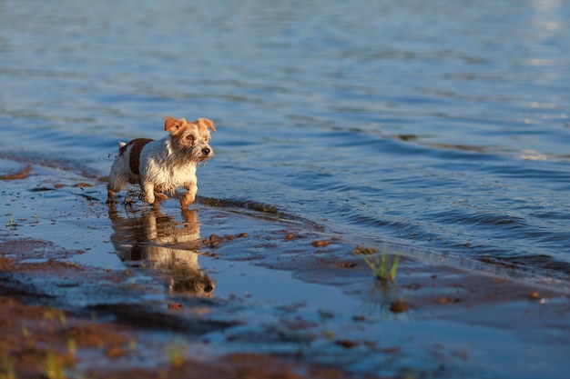 Pies rasy Jack Russell Terrier biegnie wzdłuż brzegu morza o zachodzie słońca Miejsce na napis