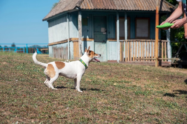 Pies rasy Jack Russell Terrier i mężczyzna bawią się zielonym frisbee na starej plaży na zielonej trawie