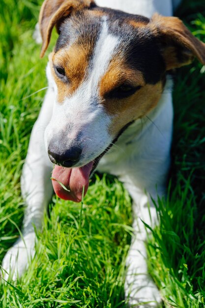 Pies rasy Jack Russell Terrier leży na trawie