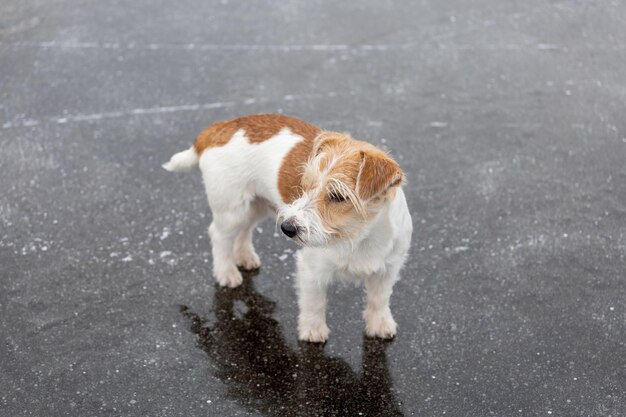 Pies rasy Jack Russell Terrier na lodzie zamarzniętego jeziora Lód ze śladami skate