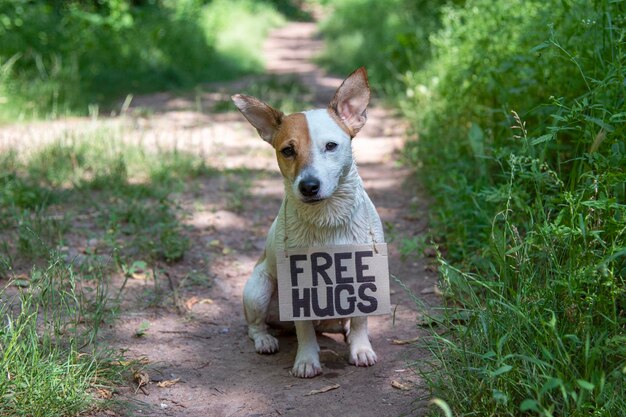 Pies rasy Jack Russell Terrier siedzi w lesie na ścieżce, z tekturowym napisem „Wolne uściski” na szyi. Jest mokry. Na tle zielonych roślin patrzy w kamerę