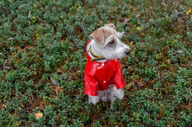 Pies rasy Jack Russell Terrier stoi na tylnych łapach w zielonym lesie w jagodach w czerwonym płaszczu przeciwdeszczowym