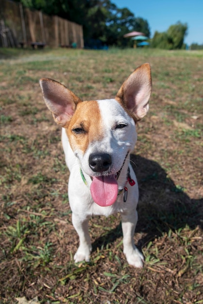 Pies rasy Jack Russell Terrier stoi na zielonej trawie i patrzy prosto w obiektyw