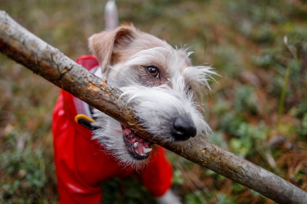 Pies rasy Jack Russell Terrier w czerwonym płaszczu przeciwdeszczowym nosi kij w pysku w zielonym lesie