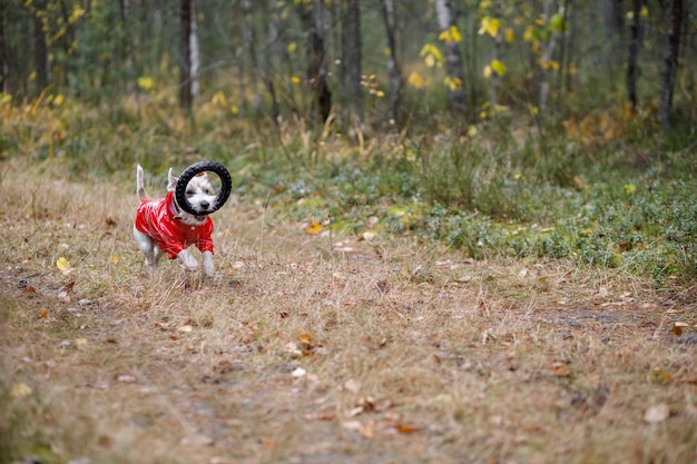 Pies rasy Jack Russell Terrier w czerwonym płaszczu przeciwdeszczowym nosi w pysku skaczący pierścionek w zielonym lesie